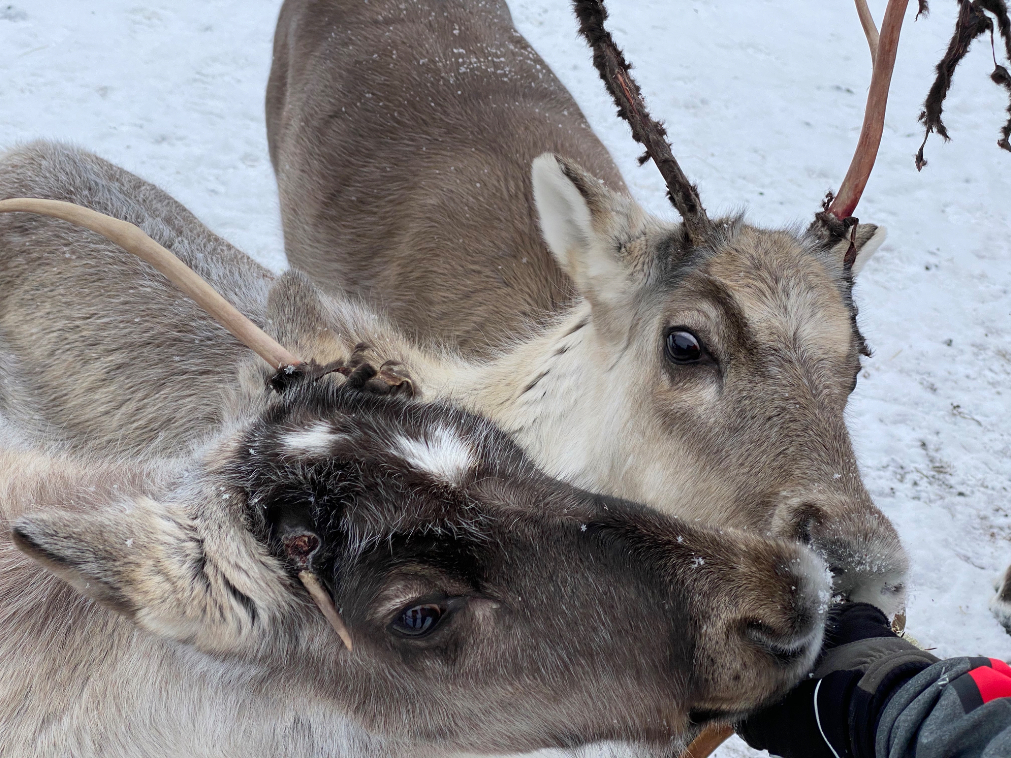 Friendly reindeer